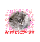 サイベリアンの美少女キキたん（個別スタンプ：13）