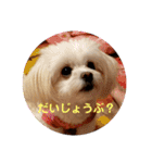 LUNA＆SEAの使える戯言？！（個別スタンプ：11）