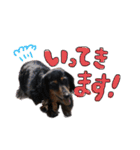 ミニチュアダックスあいすのスタンプ（個別スタンプ：4）