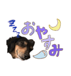 ミニチュアダックスあいすのスタンプ（個別スタンプ：6）