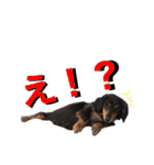 ミニチュアダックスあいすのスタンプ（個別スタンプ：31）