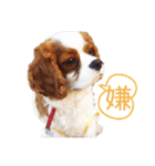 キャバリア♂ライト_毎日ゆるカワ 漢字ver.（個別スタンプ：8）