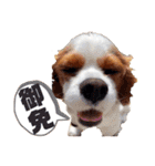 キャバリア♂ライト_毎日ゆるカワ 漢字ver.（個別スタンプ：11）