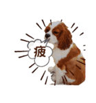 キャバリア♂ライト_毎日ゆるカワ 漢字ver.（個別スタンプ：13）