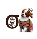 キャバリア♂ライト_毎日ゆるカワ 漢字ver.（個別スタンプ：14）