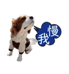 キャバリア♂ライト_毎日ゆるカワ 漢字ver.（個別スタンプ：16）