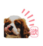 キャバリア♂ライト_毎日ゆるカワ 漢字ver.（個別スタンプ：19）