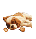 キャバリア♂ライト_毎日ゆるカワ 漢字ver.（個別スタンプ：27）