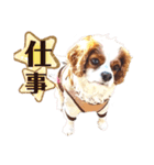キャバリア♂ライト_毎日ゆるカワ 漢字ver.（個別スタンプ：28）