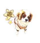 キャバリア♂ライト_毎日ゆるカワ 漢字ver.（個別スタンプ：31）