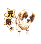 キャバリア♂ライト_毎日ゆるカワ 漢字ver.（個別スタンプ：32）