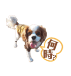 キャバリア♂ライト_毎日ゆるカワ 漢字ver.（個別スタンプ：34）