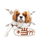 キャバリア♂ライト_毎日ゆるカワ 漢字ver.（個別スタンプ：37）