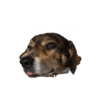 ジョン様その4（個別スタンプ：4）