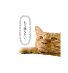 わりと使いやすい猫（個別スタンプ：2）