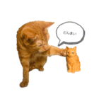 わりと使いやすい猫（個別スタンプ：6）