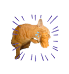 わりと使いやすい猫（個別スタンプ：7）