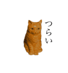 わりと使いやすい猫（個別スタンプ：8）