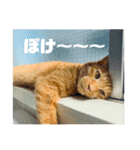 わりと使いやすい猫（個別スタンプ：9）