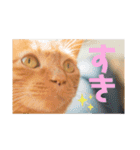 わりと使いやすい猫（個別スタンプ：10）