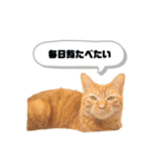 わりと使いやすい猫（個別スタンプ：13）