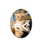 わりと使いやすい猫（個別スタンプ：14）