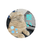わりと使いやすい猫（個別スタンプ：15）