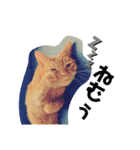 わりと使いやすい猫（個別スタンプ：16）