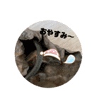 我ら生きたち（個別スタンプ：5）
