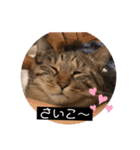 いえネコのスタンプ（個別スタンプ：8）