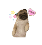 かわいいこいぬ(ソズ)（個別スタンプ：10）
