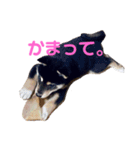 黒柴のごま（個別スタンプ：1）