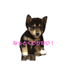 黒柴のごま（個別スタンプ：2）