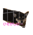 黒柴のごま（個別スタンプ：5）