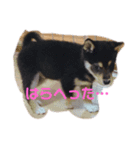 黒柴のごま（個別スタンプ：6）