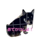 黒柴のごま（個別スタンプ：7）