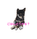 黒柴のごま（個別スタンプ：8）