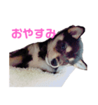 黒柴のごま（個別スタンプ：14）