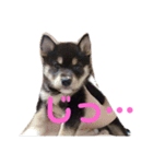 黒柴のごま（個別スタンプ：18）