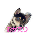 黒柴のごま（個別スタンプ：21）