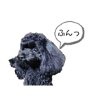 Suaちゃんstamp（個別スタンプ：2）