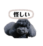 Suaちゃんstamp（個別スタンプ：4）