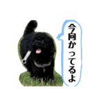 Suaちゃんstamp（個別スタンプ：6）