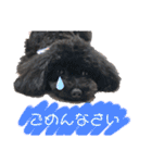Suaちゃんstamp（個別スタンプ：10）