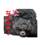 Suaちゃんstamp（個別スタンプ：11）
