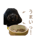 Suaちゃんstamp（個別スタンプ：12）