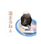 Suaちゃんstamp（個別スタンプ：14）