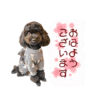 Suaちゃんstamp（個別スタンプ：15）