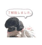 Suaちゃんstamp（個別スタンプ：16）