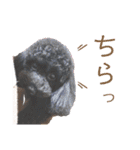 Suaちゃんstamp（個別スタンプ：17）